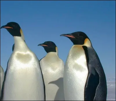 Lors de quelle bataille Napoléon 1er a-t-il dit "Soldats, je suis content de vous !" ?