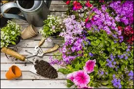 Wer pflanzt Blumen ?Qui plante des fleurs ?