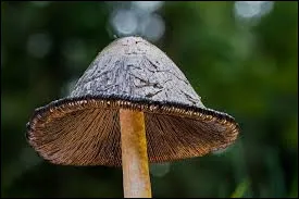Was ist das ?