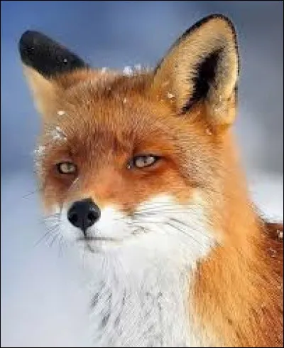 Quel est ton animal préféré ?