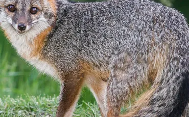 Quiz Renards