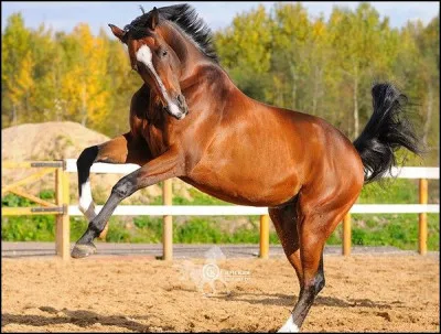Quelle est la race de cheval ?