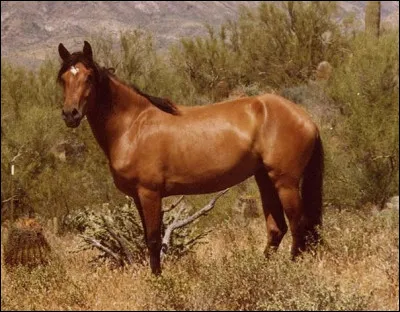 Ce cheval est un...