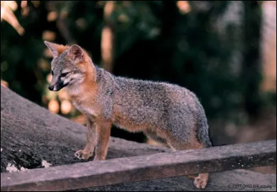 De quelle espèce est ce renard ?