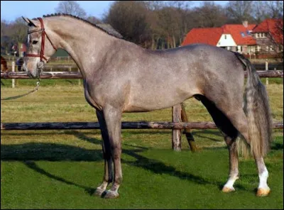 Quelle est la race de ce cheval ?