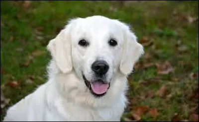 Quelle est la race de ce chien ?