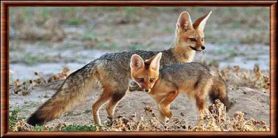 De quelle espèce est ce renard ?