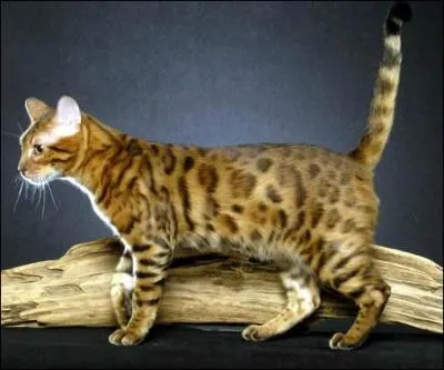 Qui est-ce ? Un chat...