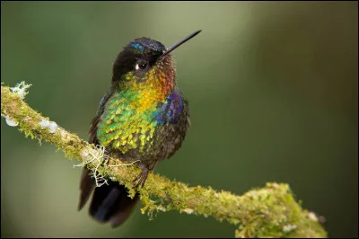 Quel oiseau claquette ?
