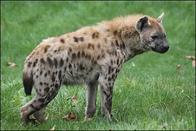 Tu l'as vu dans "Le Roi Lion", il est du genre déjanté !
