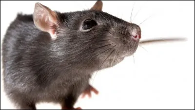 On va terminer là, je te laisse finir la cuisine !