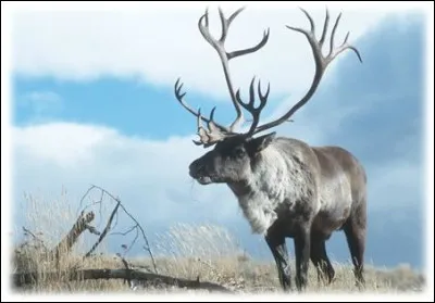 Tu l'as vu dans "La Reine des Neiges II", comment s'appelle-t-il ?