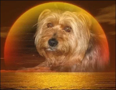 Quelle est la race de ce chien ?