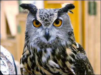 Quelle est la différence entre une chouette et un hibou ?