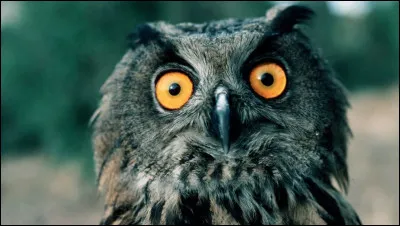 Que doit-on faire pour écrire le mot hibou au pluriel ?