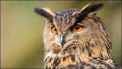 Les hiboux et les chouettes sont des rapaces...