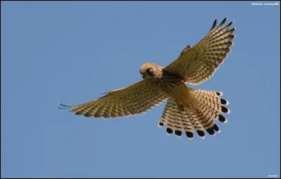 Que veut dire oiseau de proie ?