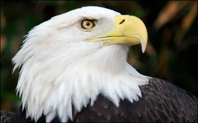 De quoi se nourrissent les aigles ?