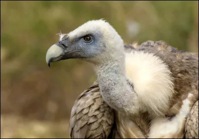 Qu'est-ce qu'un charognard ?