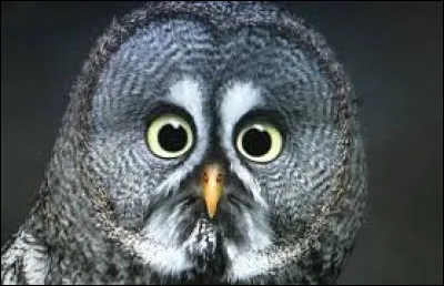 Quel est le point commun de tous les rapaces ?