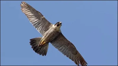 À quelle vitesse record peut voler le faucon pèlerin ?