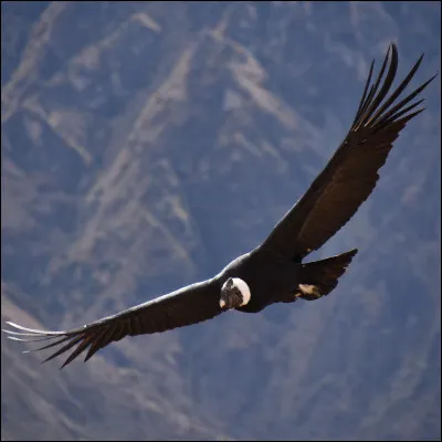 Quelle est la particularité du condor des Andes ?