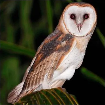 Quand la chouette pousse un cri, on dit qu'elle...