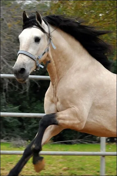 Ce cheval est un...