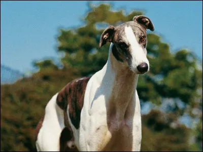 De quelle race est ce chien ?