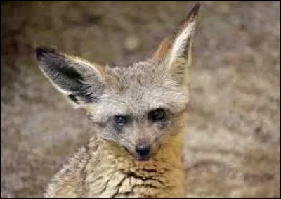 Quelle est l'espèce de ce renard ?