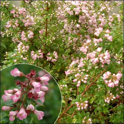 Les Escallonia sont des arbustes intéressants pour leurs longues floraisons estivales.