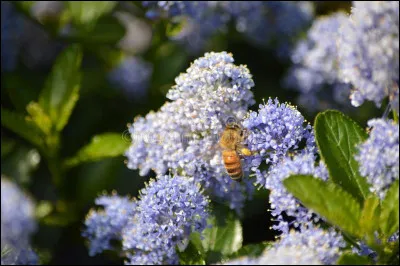 Ceanothus est un arbuste mellifère.