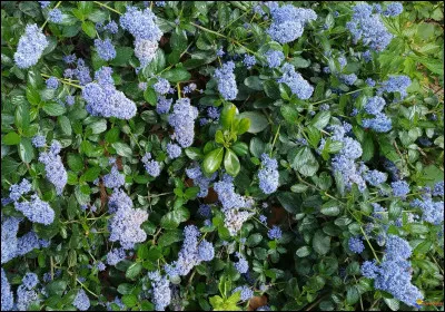 Ceanothus est un arbuste à floraison printanière bleue originaire :