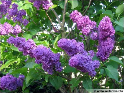 À qui appartient cette belle floraison printanière en panicules violettes très parfumées ?