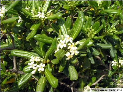 Pittosporum tobira est un arbuste caduc.