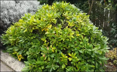 Pittosporum tobira est un arbuste :