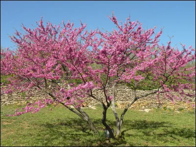 Question bonus : quel est le nom latin de cet arbuste ?