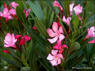Nerium oleander est un arbuste toxique.