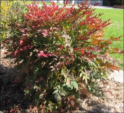 Quel est le nom latin correct du bambou sacré ?