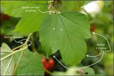 Le Viburnum opulus 'Roseum', ou boule de neige, possède une belle floraison blanche, laquelle est-elle ?