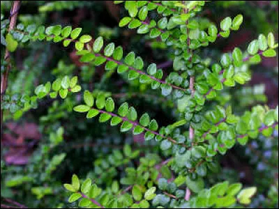 Cet arbuste utilisé le plus souvent en haie basse est un Buxus sempervirens.