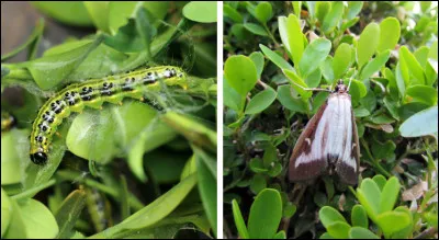 Comment se nomme ce ravageur du Buxus sempervirens introduit dans les années 2000 en Europe ?