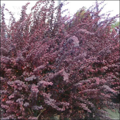 Quelle est l'espèce de ce Berberis (faite une recherche rapide à partir des espèces de la fiche ! vous avez 2 minutes ! ) ?