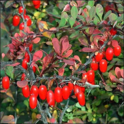 Le Berberis possède des vertus médicinales et nourricières.