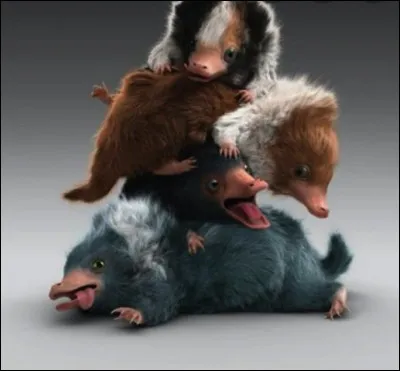 Par quoi sont attiré les niffleurs ?