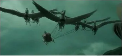 Que boivent les chevaux de Madame Maxime ?