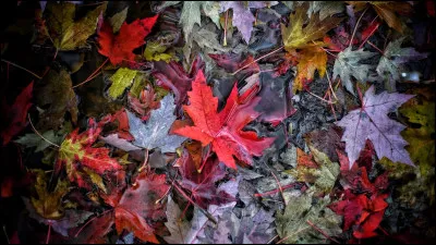 Quelle saison préfères-tu ?