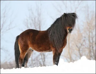 Quelle est la race de ce cheval ?