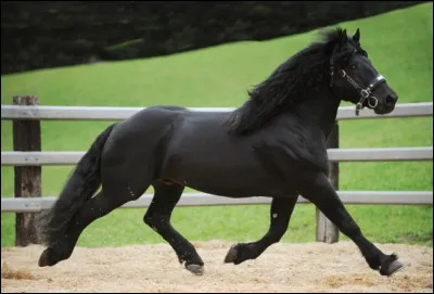 Quelle est la race de ce cheval ?