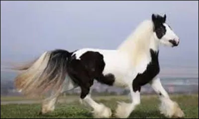 Quelle est la race de ce cheval ?